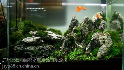 廣州魚缸造景批發(fā)市場在哪里啊多少錢：廣州水族文化探秘 廣州水族批發(fā)市場 第3張