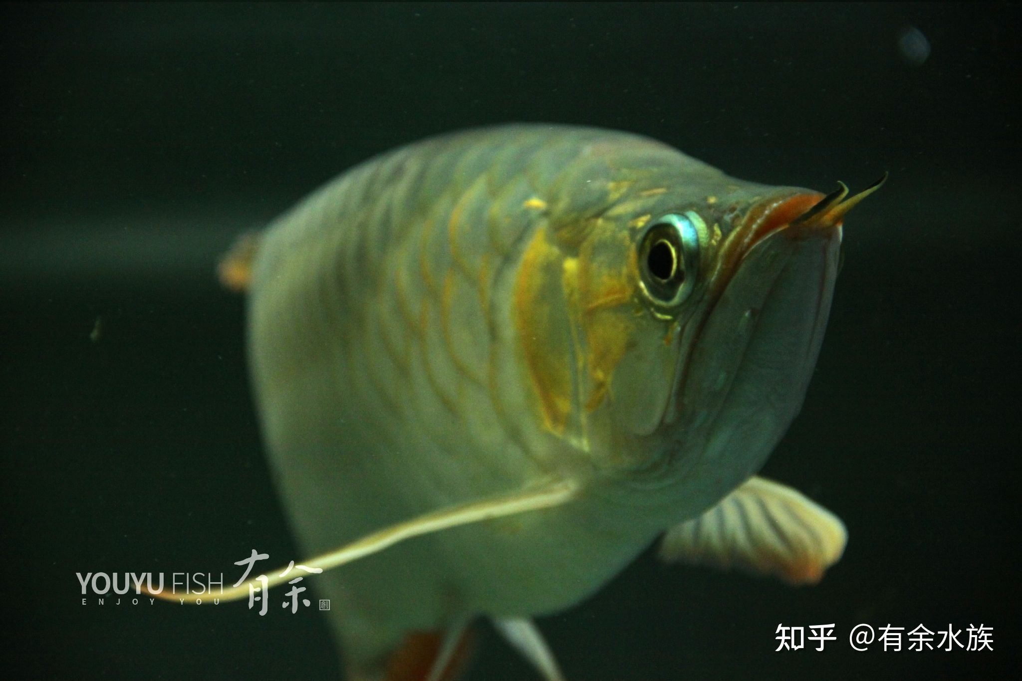 龍魚兜嘴手術(shù)后還兜嘴嗎：關(guān)于龍魚兜嘴手術(shù)