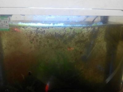 家里放3個魚缸好么嗎：家里放3個魚缸是否合適 魚缸風(fēng)水 第4張