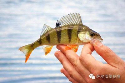 狗魚(yú)觀賞魚(yú) 魚(yú)缸風(fēng)水 第1張