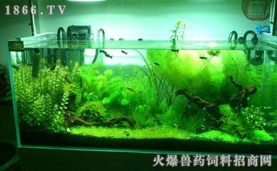 家里的魚缸養(yǎng)幾條魚合適：養(yǎng)魚的數(shù)量與風水學(xué)等因素有關(guān)