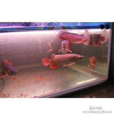 家里的魚缸養(yǎng)幾條魚合適：養(yǎng)魚的數(shù)量與風水學(xué)等因素有關(guān)