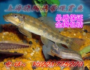 廣州哪里有魚缸和金魚批發(fā)市場賣的