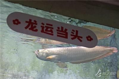 養(yǎng)一條銀龍魚代表什么生肖呢：養(yǎng)一條銀龍魚代表什么生肖