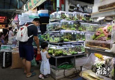 廣州芳村花卉批發(fā)市場(chǎng)搬到哪里去了：廣州花卉市場(chǎng)的變遷史 廣州水族批發(fā)市場(chǎng) 第1張