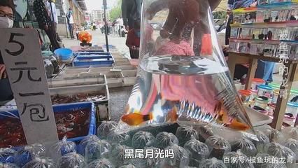 廣州最大的觀賞魚市場