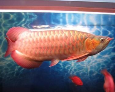 金龍魚吃紅蟲嗎怎么喂：金龍魚可以吃紅蟲嗎 龍魚百科 第1張