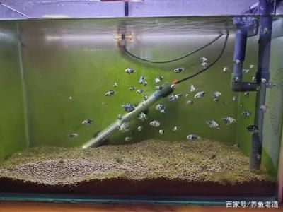 白色魚缸養(yǎng)什么魚好看又好養(yǎng) 魚缸百科 第1張