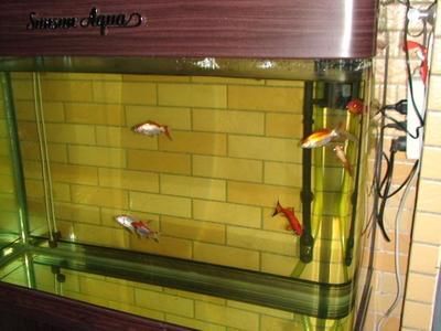 剛買回來的金魚怎么入魚缸 魚缸風(fēng)水 第1張