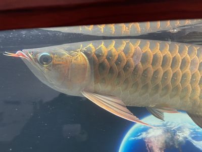 龍魚(yú)外寄能自己恢復(fù)嗎 龍魚(yú)百科