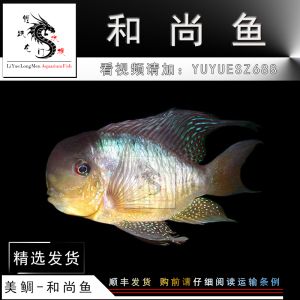 和尚魚：南美慈鯛的多樣性 魚缸風(fēng)水 第4張