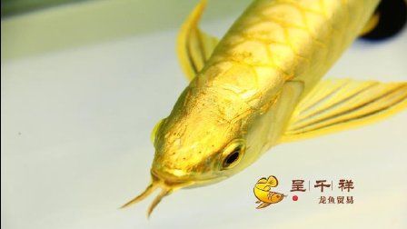 廣州觀賞魚進出口貿(mào)易公司排名前十名：關(guān)于廣州觀賞魚進出口貿(mào)易公司的問題 廣州水族批發(fā)市場 第3張