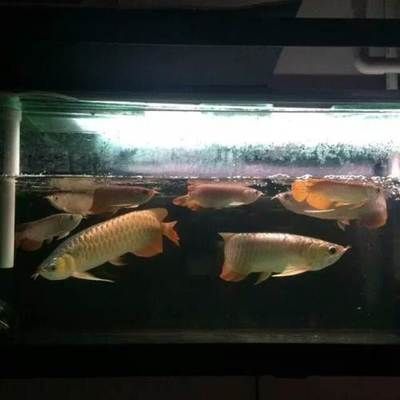 廣州買觀賞魚的地方有哪些城市：廣州有多家水族館探秘觀賞魚的養(yǎng)殖技術(shù)了解觀賞魚的養(yǎng)殖技術(shù) 廣州水族批發(fā)市場 第4張