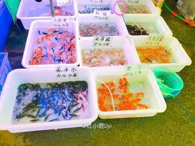 廣州芳村花鳥魚蟲批發(fā)市場(chǎng)在哪里?。簭V州芳村花鳥魚蟲批發(fā)市場(chǎng) 廣州水族批發(fā)市場(chǎng) 第4張