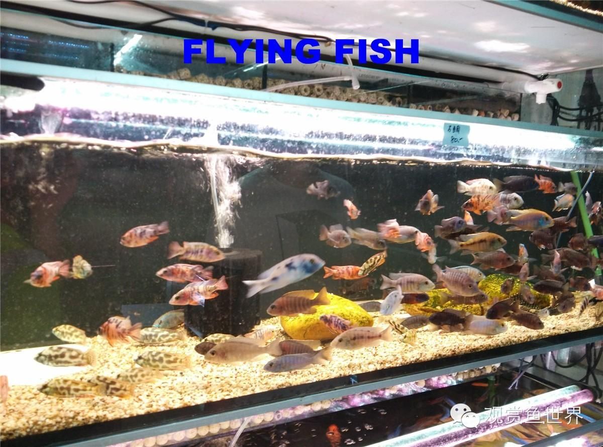 廣州水族批發(fā)市場在哪里進貨便宜一點：廣州有哪些知名的水族批發(fā)市場？ 廣州水族批發(fā)市場 第4張