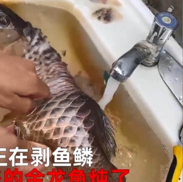 金龍魚為什么掉眼淚了：金龍魚為什么掉眼 龍魚百科 第3張