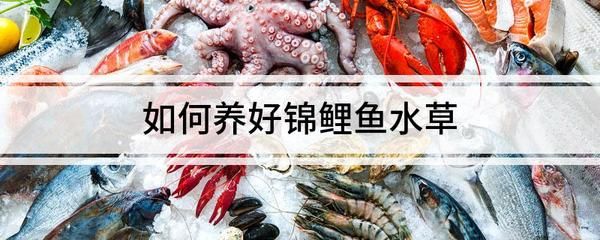 初學養(yǎng)魚小魚缸適合養(yǎng)什么樣的魚好：小魚缸適合養(yǎng)什么魚？ 魚缸百科 第3張