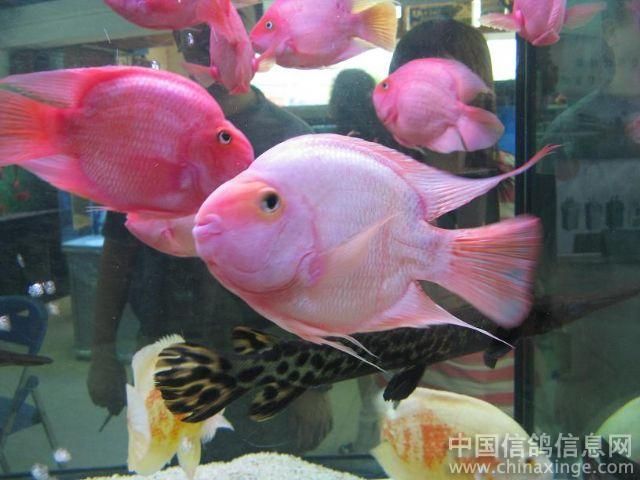 花鳥魚蟲市場 廣州：廣州花鳥魚蟲市場的歷史演變 廣州水族批發(fā)市場 第2張