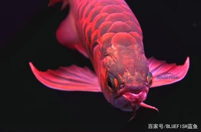 龍魚最早出現(xiàn)于：龍魚的起源時間可以追溯到,遠古石炭紀時間可以追溯到 龍魚百科 第2張