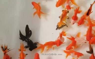 1.2米魚缸養(yǎng)什么冷水魚：1.2米的魚缸養(yǎng)什么冷水魚