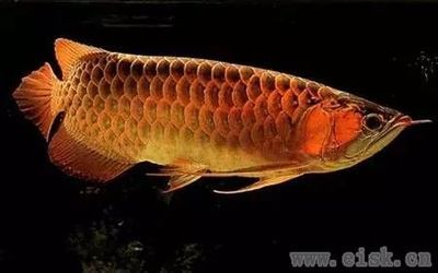 頂級金龍魚價格是多少：紅金龍魚價格258萬 龍魚百科 第1張