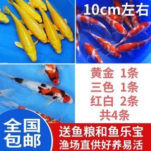 養(yǎng)龍魚需要什么東西：養(yǎng)龍魚需要準(zhǔn)備什么物品 龍魚百科 第3張