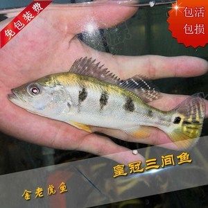 和龍魚混養(yǎng)的魚能吃嗎 龍魚百科 第2張