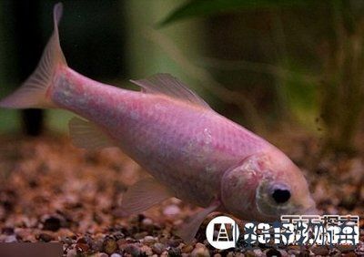 成品小魚缸能用多久：成品小魚缸的使用壽命 魚缸百科 第2張