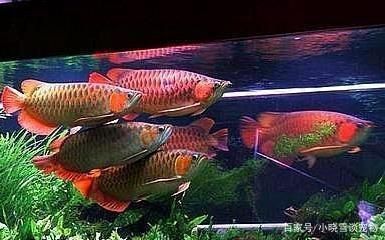 龍魚怎樣混養(yǎng)才不打