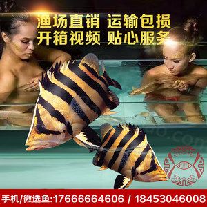 廣州虎魚(yú)批發(fā)視頻網(wǎng)站在哪里找：廣州芳村花鳥(niǎo)魚(yú)蟲(chóng)市場(chǎng)怎么樣 廣州水族批發(fā)市場(chǎng) 第4張