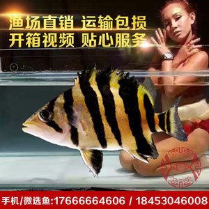 廣州虎魚批發(fā)視頻網(wǎng)站在哪里找：廣州芳村花鳥魚蟲市場怎么樣