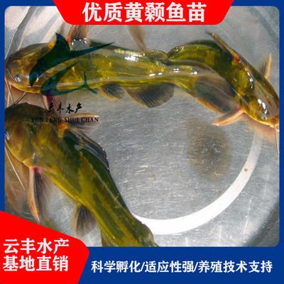 廣州觀賞魚基地有哪些：廣州花地灣觀賞魚市場 廣州水族批發(fā)市場 第3張