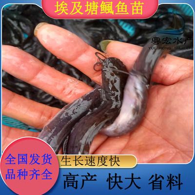 廣州觀賞魚基地有哪些：廣州花地灣觀賞魚市場 廣州水族批發(fā)市場 第4張