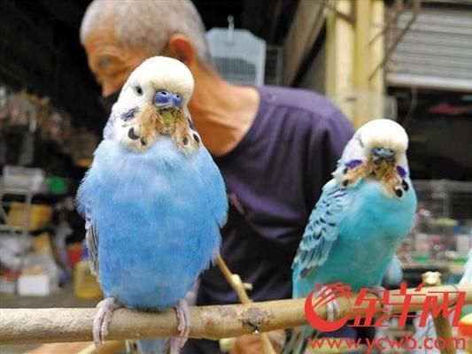 芳村花鳥蟲魚市場搬到哪里：廣州芳村花鳥蟲魚市場已經(jīng)搬遷至廣州花卉博覽園內(nèi)