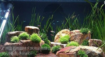 廣州魚缸造景批發(fā)市場在哪里進貨便宜：廣州水族造景批發(fā)市場