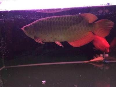 海珠區(qū)買觀賞魚：廣州海珠區(qū)購買觀賞魚的幾個選項 廣州水族批發(fā)市場 第3張