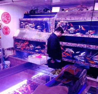 國內(nèi)最大觀賞魚市場：廣州芳村觀賞魚市場 廣州水族批發(fā)市場 第1張