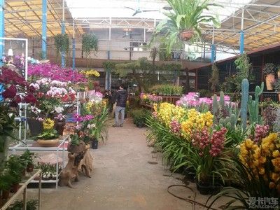 芳村花鳥市場坐什么車：廣州芳村花鳥市場一日游廣州芳村花鳥市場360問答 廣州水族批發(fā)市場 第4張