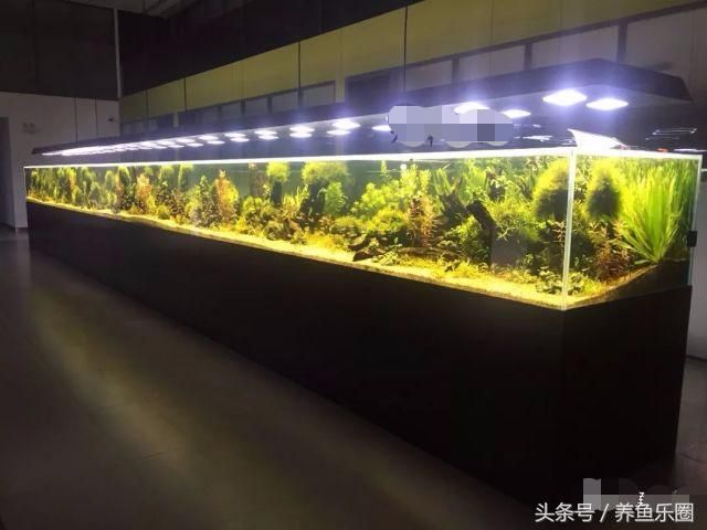 大型魚缸玻璃厚度：如何選擇魚缸玻璃厚度 魚缸百科 第3張