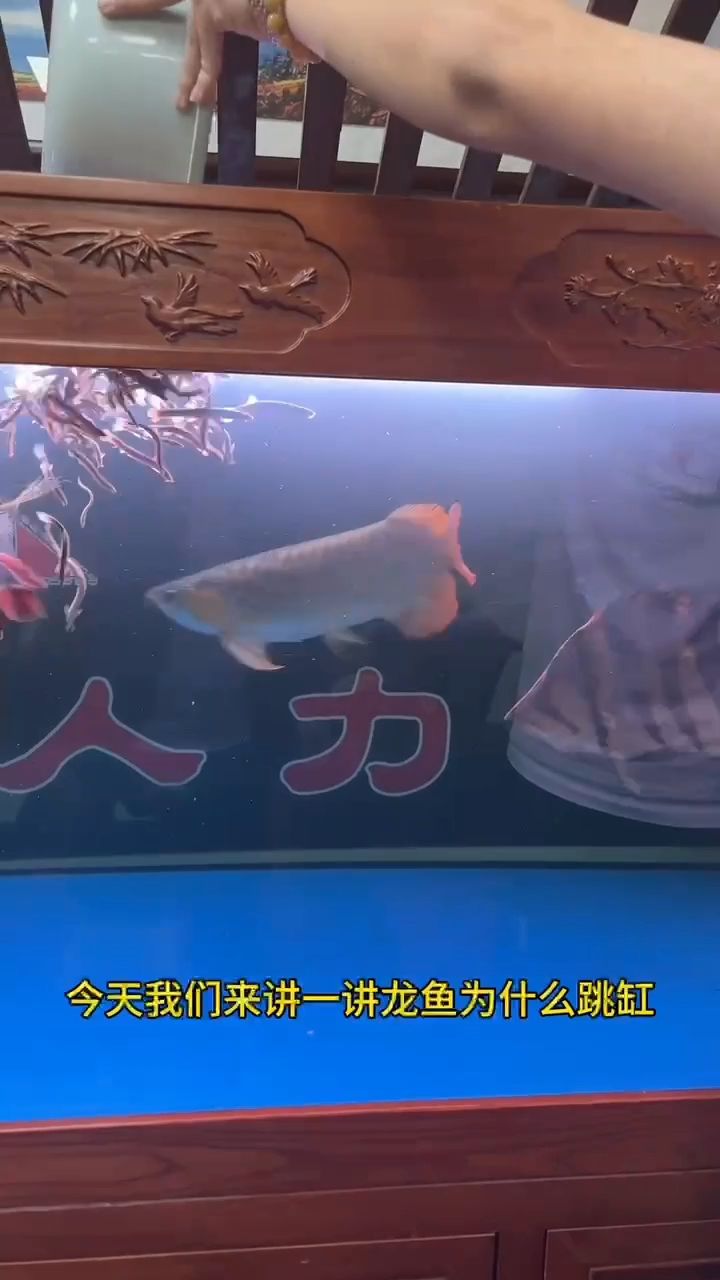 龍魚為什么跳缸：今天我們講一講龍魚為什么跳缸 觀賞魚論壇