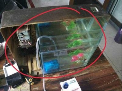 大型魚缸過濾器怎么制作：自制大型魚缸過濾器制作過濾器的基本步驟和注意事項 魚缸百科 第1張