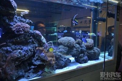 芳村花鳥魚蟲新市場水族：廣州芳村花鳥魚蟲新市場水族區(qū)的詳細(xì)信息是什么 廣州水族批發(fā)市場 第4張