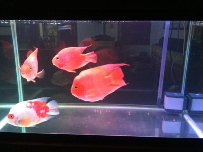 觀賞魚(yú)交易中心app：29篇觀賞魚(yú)交易中心app下載觀賞魚(yú)交易中心app介紹 廣州水族批發(fā)市場(chǎng) 第4張