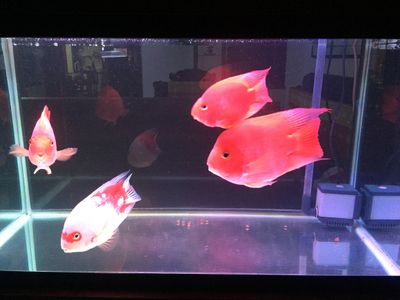 觀賞魚交易中心app：29篇觀賞魚交易中心app下載觀賞魚交易中心app介紹