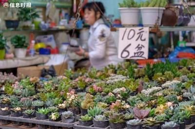 芳村花鳥魚蟲新市場開檔了沒有：廣州芳村花鳥魚蟲新世界項目2月28日試營業(yè) 廣州水族批發(fā)市場 第4張