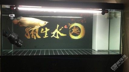 養(yǎng)龍魚用什么缸最合適：養(yǎng)龍魚用什么缸最合適養(yǎng)龍魚用什么缸最合適 龍魚百科 第3張