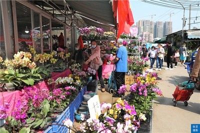 廣州最大的花卉市場：廣州最大的花卉市場是哪個？ 廣州水族批發(fā)市場 第2張