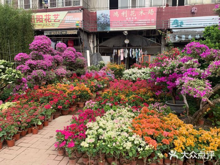 廣州最大的花卉市場：廣州最大的花卉市場是哪個？ 廣州水族批發(fā)市場 第3張