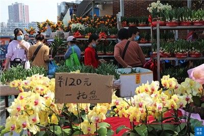 廣州最大的花卉市場：廣州最大的花卉市場是哪個？ 廣州水族批發(fā)市場 第1張