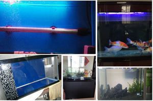 廣州芳村魚缸批發(fā)市場(chǎng)：廣州水族文化探秘廣州水族文化探秘廣州水族文化探秘 廣州水族批發(fā)市場(chǎng) 第3張